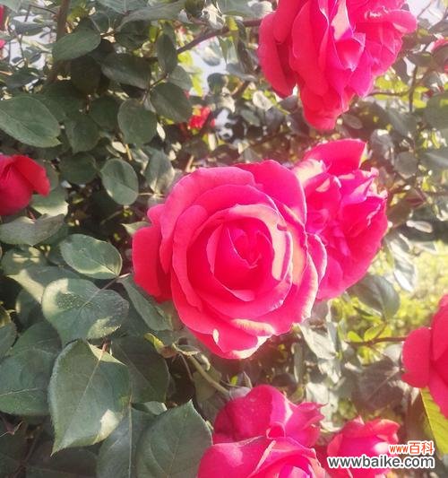 传递芬芳的爱意 月季花