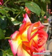 传递芬芳的爱意 月季花