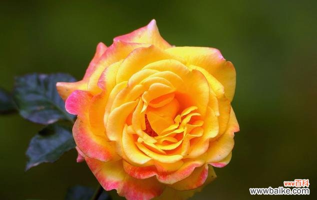 追寻花海中的浪漫 月季唯美花语