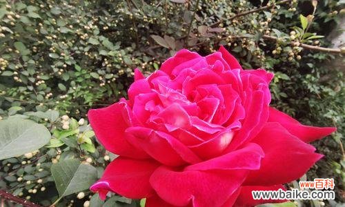 探索月季花的意义与特点 月季的花语与特性