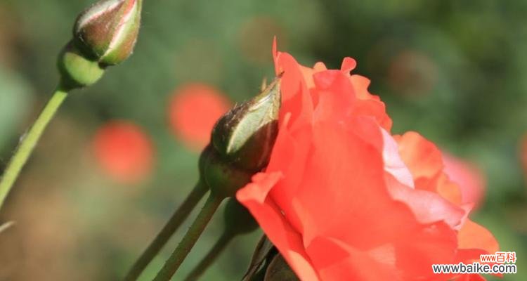 探索月季花的意义与特点 月季的花语与特性