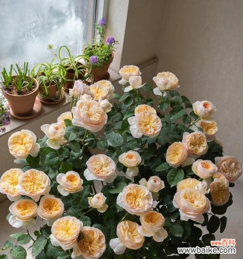 打造鲜艳花坛 月季切花的品种与养护知识