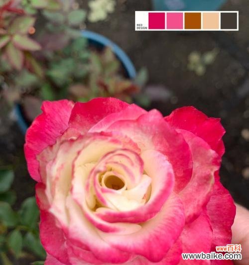 打造鲜艳花坛 月季切花的品种与养护知识