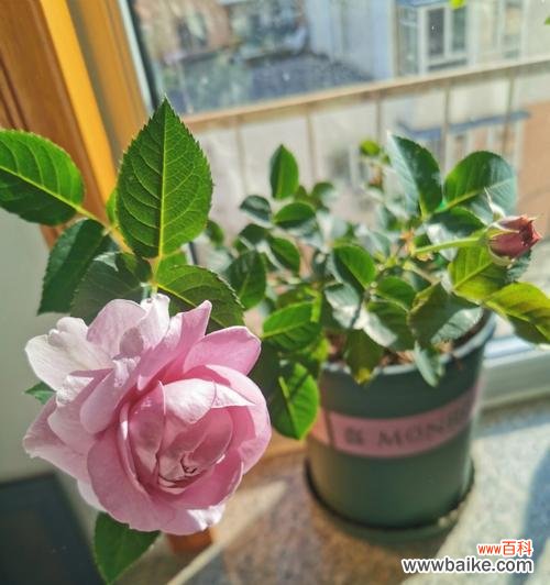 以干浇水养护月季的养殖方法和注意事项 月季浇水的技巧与要点