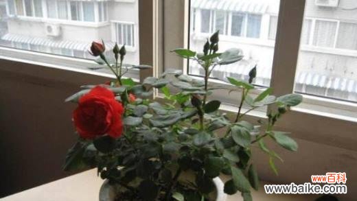 以干浇水养护月季的养殖方法和注意事项 月季浇水的技巧与要点