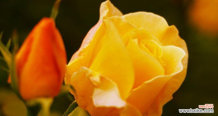 探寻月季花所代表的情感和寓意 月季花语与象征意义——花开如诗情醉心