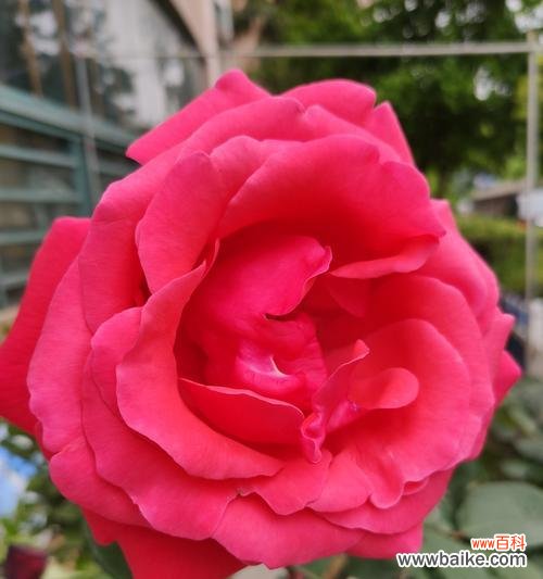 探寻月季花所代表的情感和寓意 月季花语与象征意义——花开如诗情醉心