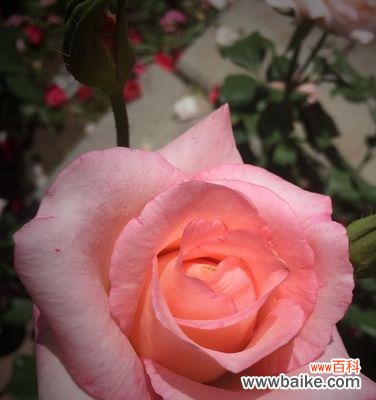 探寻月季花所代表的情感和寓意 月季花语与象征意义——花开如诗情醉心