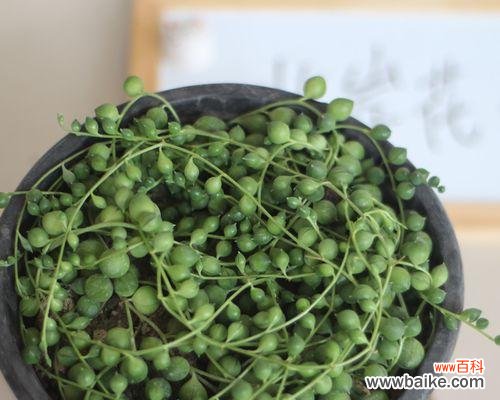 探寻珍珠吊兰的花语与魅力 珍珠吊兰