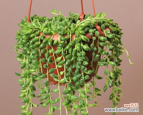 探寻珍珠吊兰的花语与魅力 珍珠吊兰