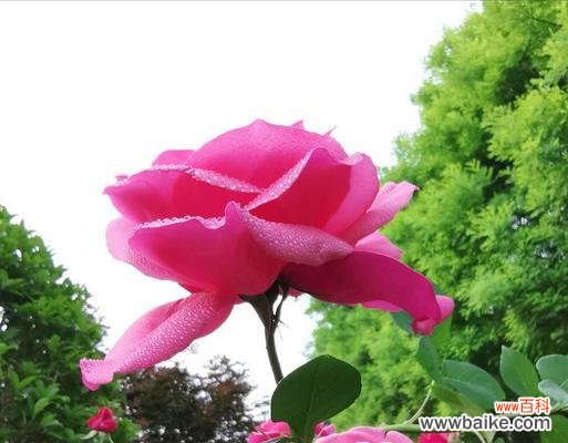 赞美月季花的美丽花语 月季花的花语-盛开在爱与美的花海中