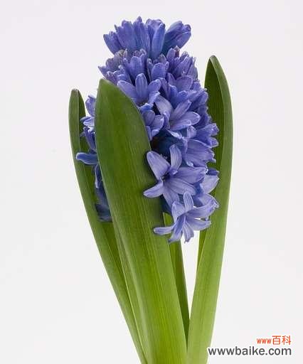 探索风信子在人们生活中的意义和象征 风信子的花语与寓意