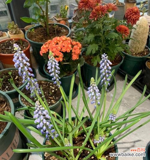 深入解读风信子花语 风信子的花语与寓意