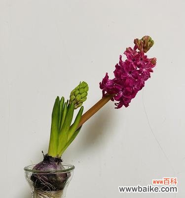 深入解读风信子花语 风信子的花语与寓意