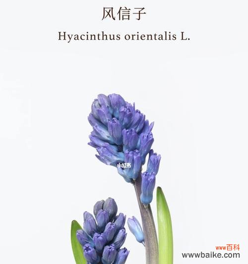 探寻风信子的美丽之谜 风信子之美