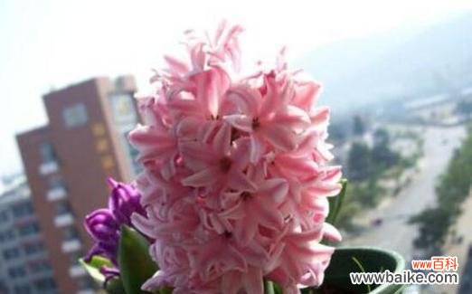 探寻风信子的美丽之谜 风信子之美