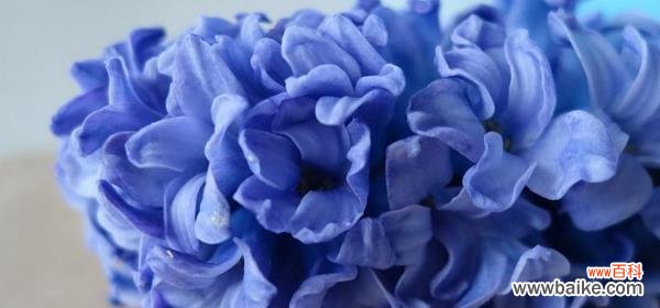 春天的花朵 风信子在圣经中的象征意义