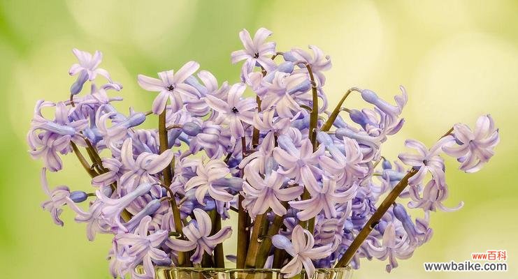 春天的花朵 风信子在圣经中的象征意义