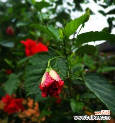 观察扶桑花叶子大小揭示的奥秘 扶桑花叶子小的意义