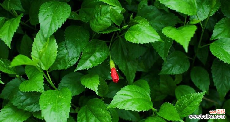 观察扶桑花叶子大小揭示的奥秘 扶桑花叶子小的意义