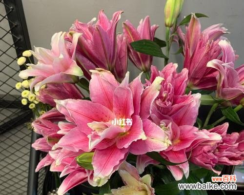 复瓣百合的花语及传说 复瓣百合的花语