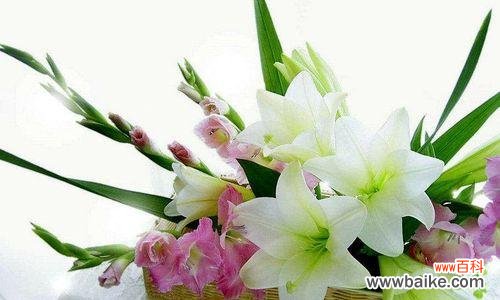 解析富贵叶子的花语 富贵叶子花语