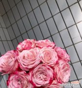 玫瑰花语的意义及不同颜色玫瑰的象征 复色玫瑰花语