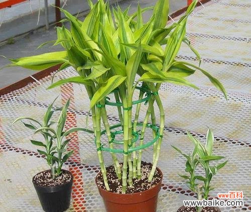 以竹为友 富贵竹的花语——繁荣昌盛