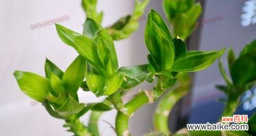 以竹为友 富贵竹的花语——繁荣昌盛