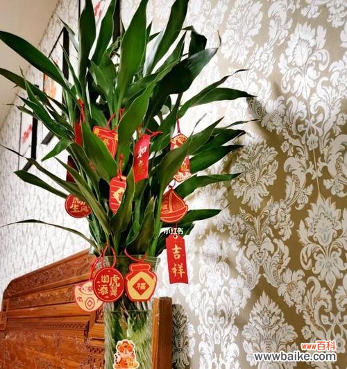 以竹为友 富贵竹的花语——繁荣昌盛