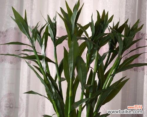 揭示富贵竹的独特象征意义及寓意 富贵竹花语