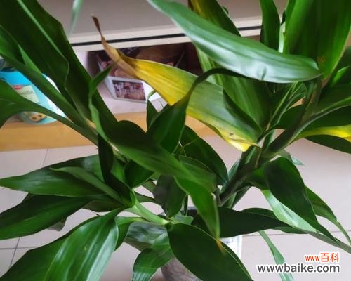 揭示富贵竹的独特象征意义及寓意 富贵竹花语