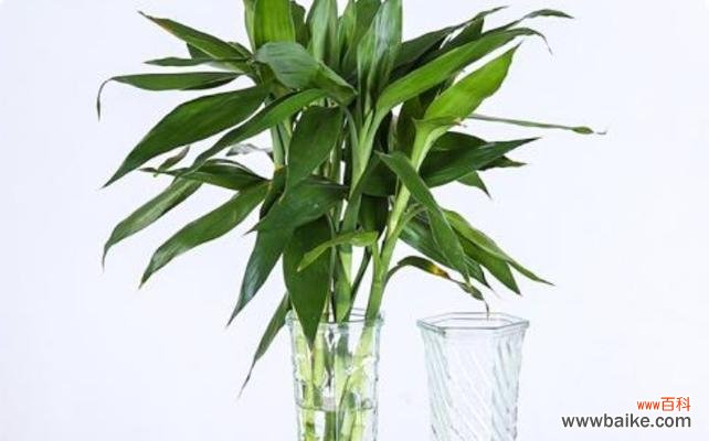 揭示富贵竹的独特象征意义及寓意 富贵竹花语