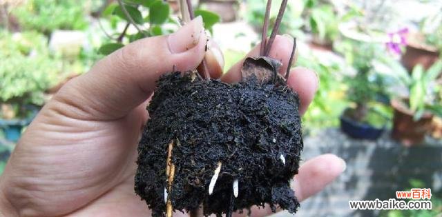 科学家成功开发出高压扦插法 高压扦插法