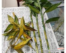 繁花富贵 富贵竹开花的寓意