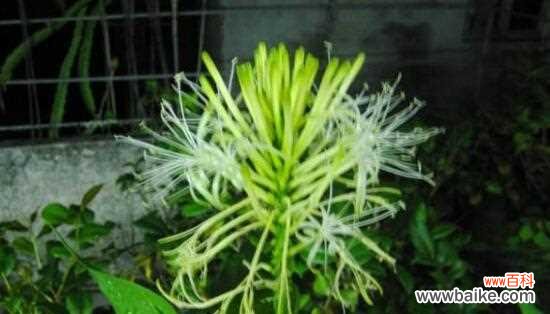 繁花富贵 富贵竹开花的寓意