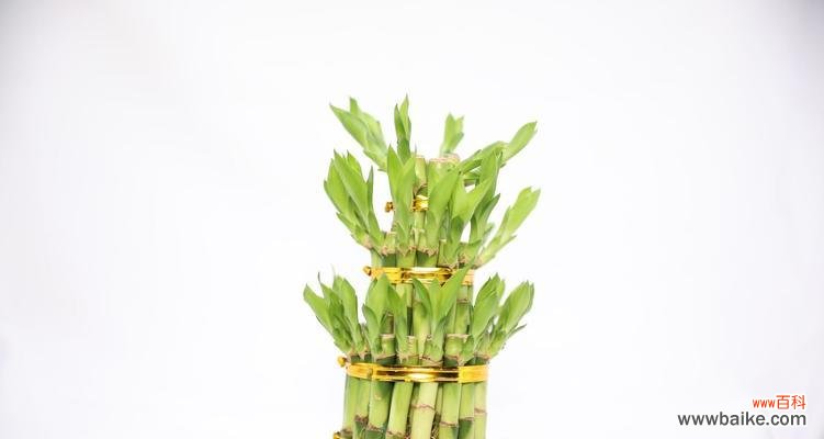 探寻富贵竹塔的吉祥象征与文化传承 富贵竹塔的意义与寓意