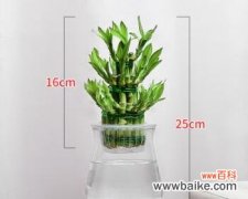 探寻富贵竹塔的吉祥象征与文化传承 富贵竹塔的意义与寓意