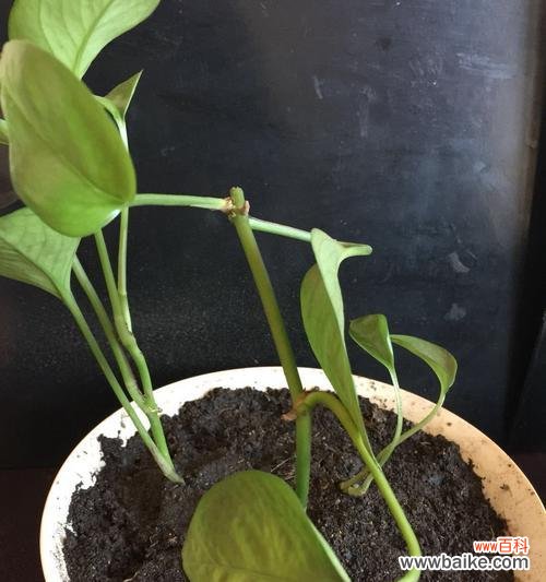 打造健康绿萝的六大秘诀 绿萝栽培要注意的关键要素