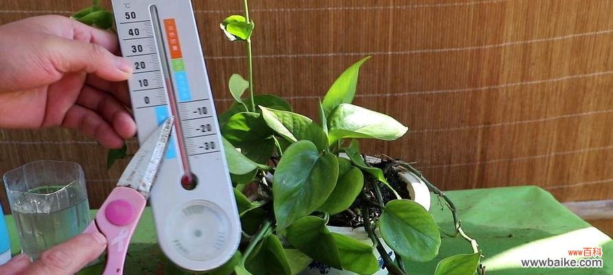 打造健康绿萝的六大秘诀 绿萝栽培要注意的关键要素