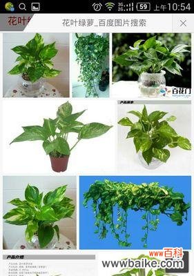 打造健康绿萝的六大秘诀 绿萝栽培要注意的关键要素