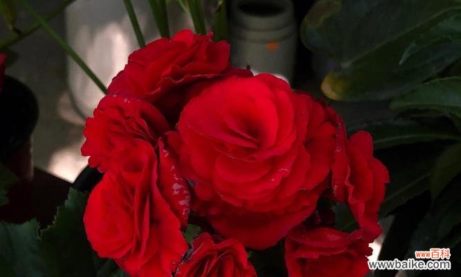 探寻海棠花的美与哲学 格里海棠海棠花的意义