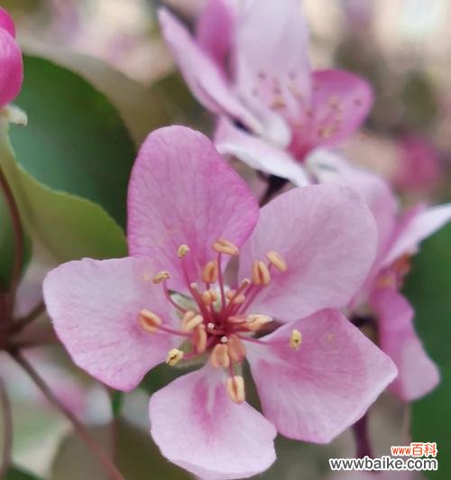 探寻海棠花的美与哲学 格里海棠海棠花的意义