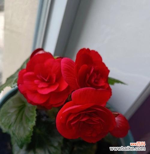 探寻海棠花的美与哲学 格里海棠海棠花的意义