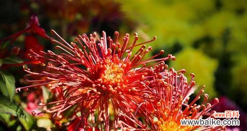 揭秘菊花的花语 菊花花语之探寻各类菊花的含义