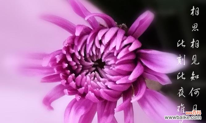 揭秘菊花的花语 菊花花语之探寻各类菊花的含义