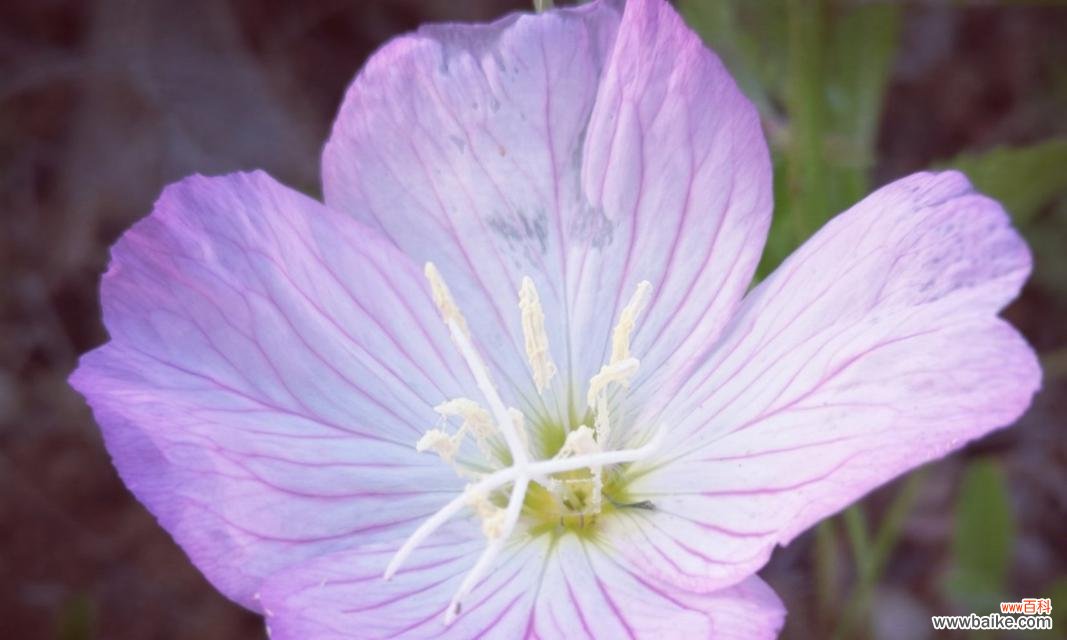 揭开月见草花语和神话的神秘面纱 月见草的传说——花语与神话