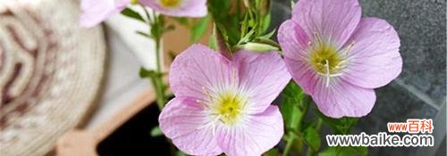 揭开月见草花语和神话的神秘面纱 月见草的传说——花语与神话