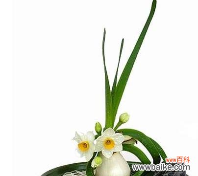 探究水仙花的象征意义及文化价值 水仙花的寓意