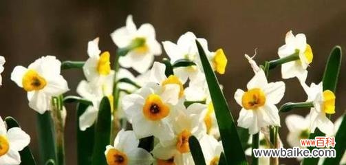 探究水仙花的象征意义及文化价值 水仙花的寓意